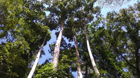 Philippine forest trees threatened by deforestation and climate change