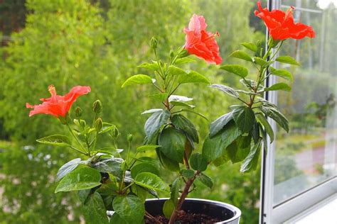 How to Overwinter Tropical Hibiscus Indoors | Gardener’s Path