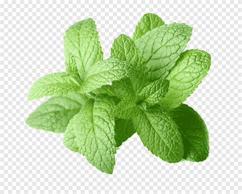 Green leafed plant, Peppermint Mentha arvensis Mentha spicata Essential ...