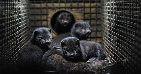 Is Fur In Fashion Ethical or Sustainable? - Good On You