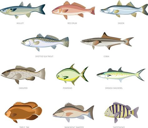 Eleven Types of Fish You'll Find in the Gulf of Mexico | Sarasota Magazine