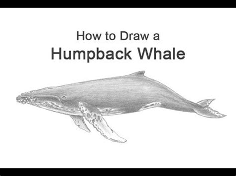 How To Draw A Humpback Whale