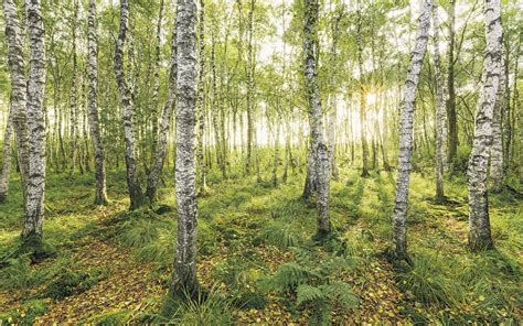 Non-woven photomural "Birch Trees" by Stefan Hefele | photomural.com