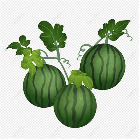 Cartoon Vine On Watermelon Illustration, Vector Watermelon, Green Watermelon, Fruit Watermelon ...