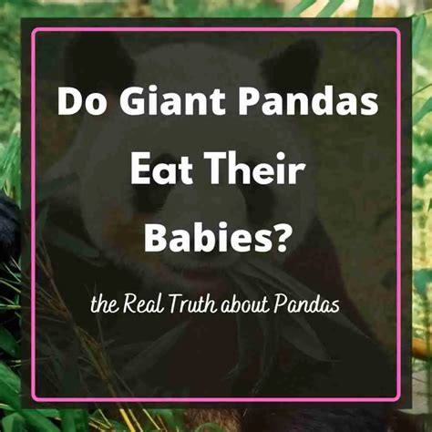 Do Giant Pandas Eat their Babies?