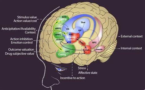 The Orbital Frontal Cortex: Reward, Value, and Decision-Making | The ...