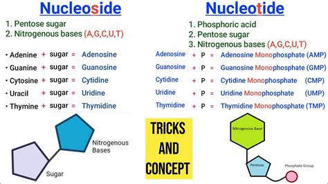 Nucleoside Vs Nucleotide