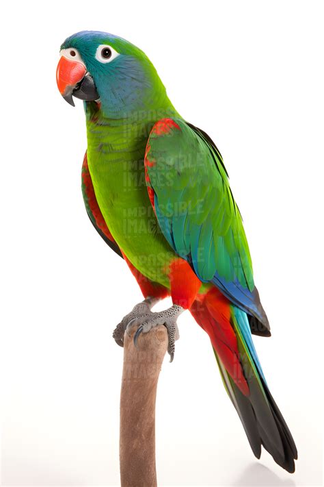 Parrot on white background - Impossible Images - Unique stock images ...