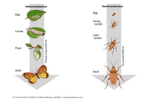 Insect metamorphosis — Science Learning Hub