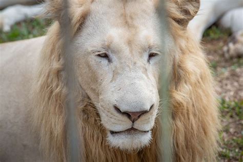 Datos sorprendentes de los animales del león blanco