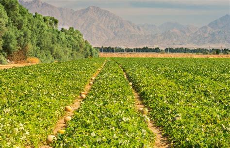 Agriculture in Desert Area Near Eilat, Israel Stock Image - Image of negev, outdoor: 73156129