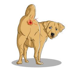 Can Dogs Use Hemorrhoid Cream