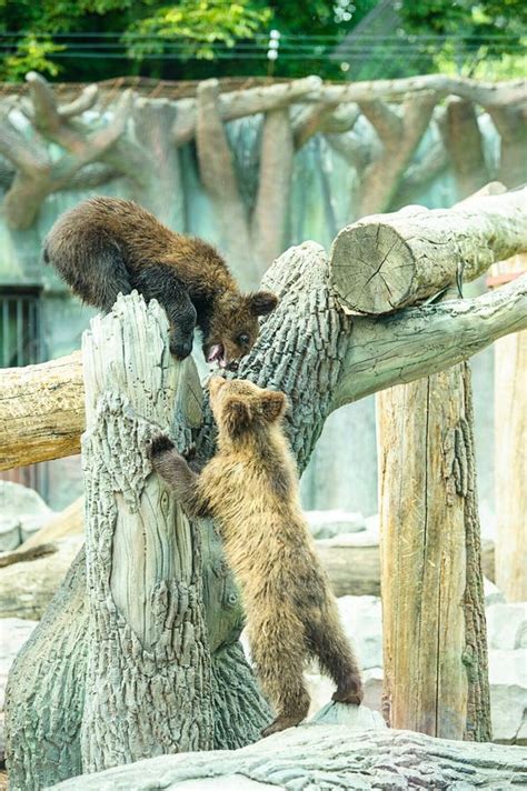 Brown bear cubs playing stock image. Image of family - 42374221