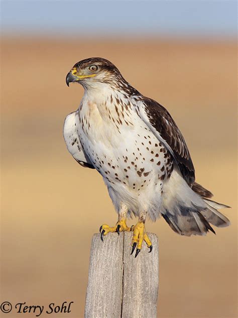 Ferruginous Hawk - South Dakota Birds and Birding