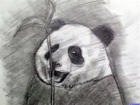 How to Draw a Realistic Panda, Draw Real Panda, Step by Step ... | Bear ...