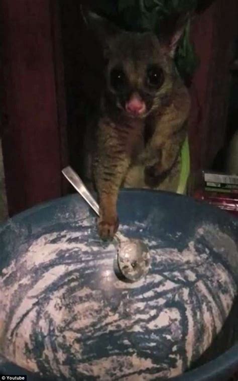 possum wanders into home holds spoon over empty bowl of food | Daily ...