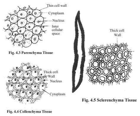 Sclerenchyma Tissue Labeled