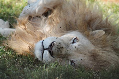 White Lion- The Lion Park, South Africa | Georgia Blunden | Flickr