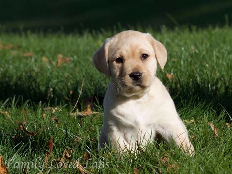 English Lab Puppy "Family Loved Labs" - Labrador Retriever Puppies For Sale