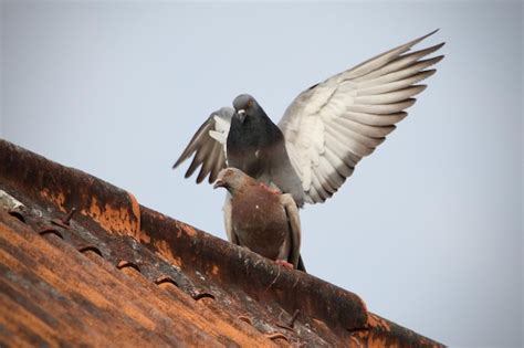 Premium Photo | Mating pigeons