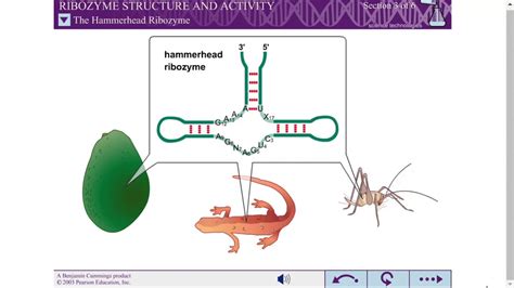 RIBOZYME STRUCTURE AND ACTIVITY - YouTube