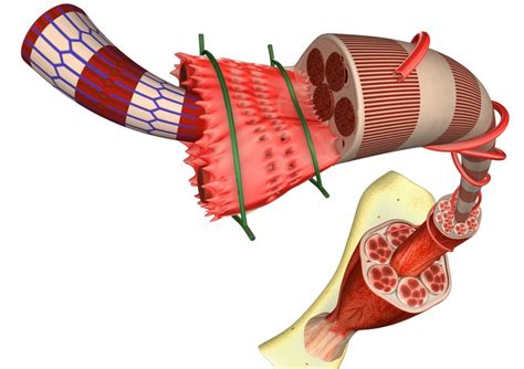 Stretching and Muscle Fascia | Muscle Fascia Stretching