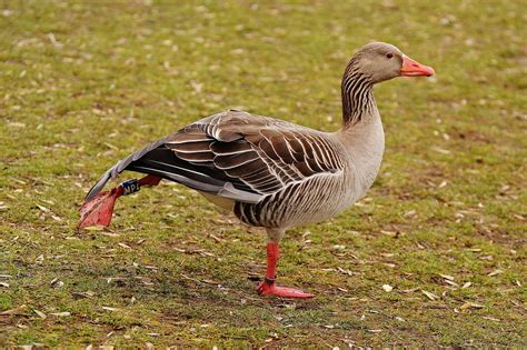 Goose Bird Morning Exercise · Free photo on Pixabay