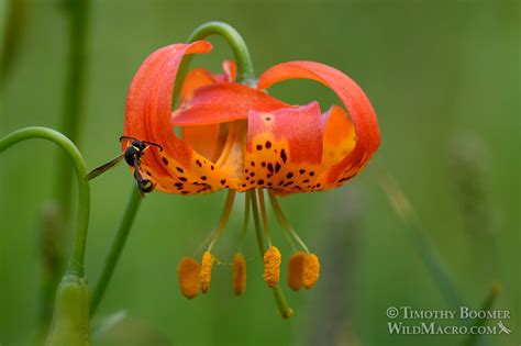 California Tiger Lily (Lilium pardalinum) - Wildflower Pictures | Wild ...