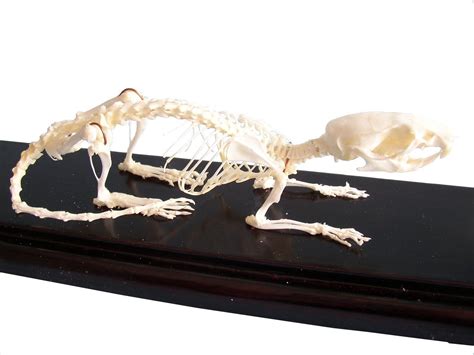 C & A Scientific - Premiere 51012 Real Rat Skeleton- Buy Online in United Arab Emirates at ...