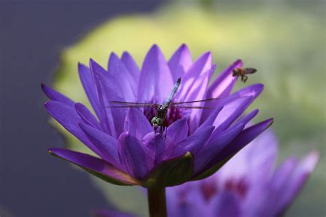 Purple Water Lily Photograph by Debbie Morris - Fine Art America