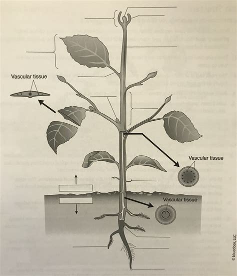 Gross Anatomy of a Dicot Plant Diagram | Quizlet