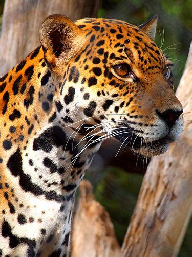 Jaguar in Arizona (by Sarah Gaston) While most jaguars in Arizona are ...