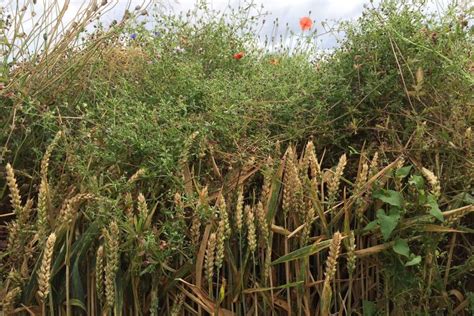 Charlie's Blog: Wheat and Weeds