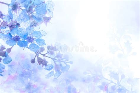 846 Background Flower Photo free Download - MyWeb