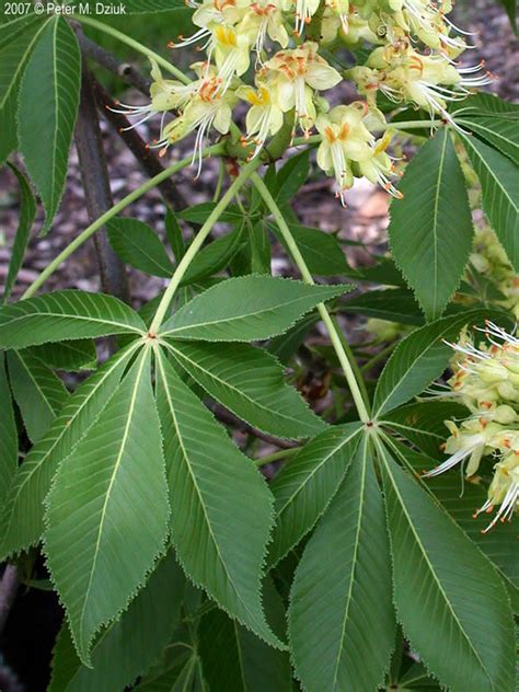 Aesculus glabra (Ohio Buckeye): Minnesota Wildflowers