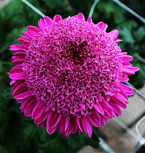 Purple Light chrysanthemum | Beautiful pink flowers, Chrysanthemum, Pink flowers