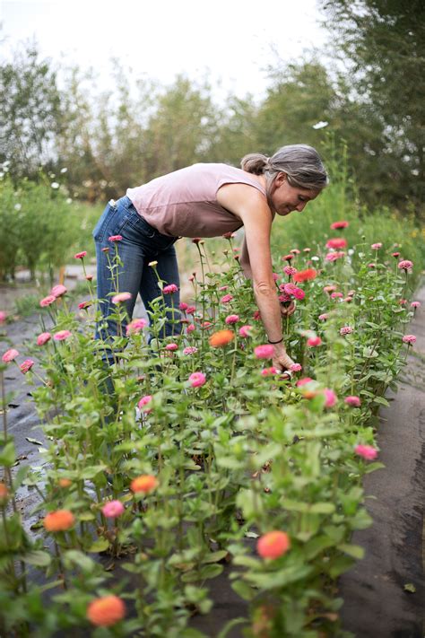 Cut Flower Gardening: - The Plant Paradigm