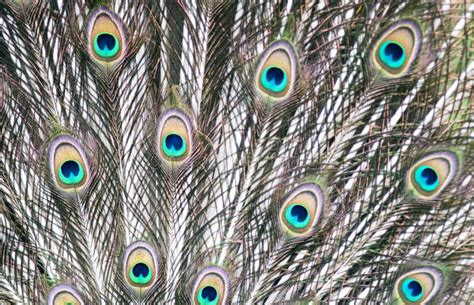 Green Peafowl stock image. Image of wings, feathers, peafowl - 93581695