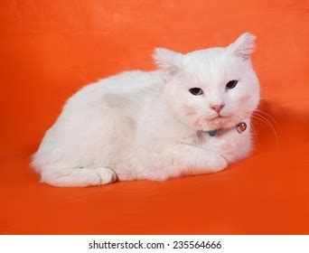 White Cat Blue Eyes Lying On Stock Photo 235564666 | Shutterstock