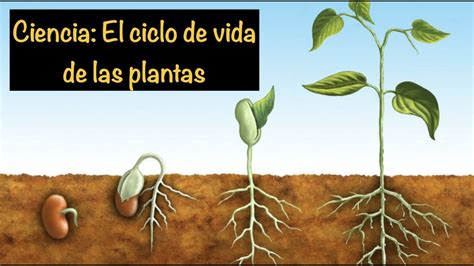 Cual Es El Ciclo De Vida De Las Plantas - chefli