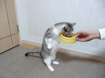 Lol cat eats food while standing up | Funny Cat GIFs on Make a GIF