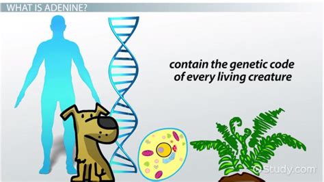 Adenine | Definition & Structure - Lesson | Study.com