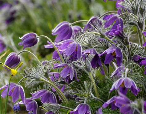 Pulsatilla Plant Flowers Violet - Free photo on Pixabay