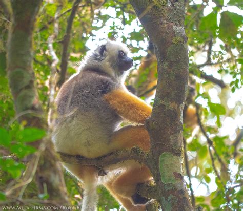 Lemurs of Madagascar | Diademed Sifaka | AQUA-FIRMA wildlife guides ...