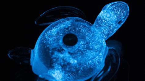 PyroPal bioluminescent sea turtle runs on plant plankton that use sunlight to grow » Gadget Flow
