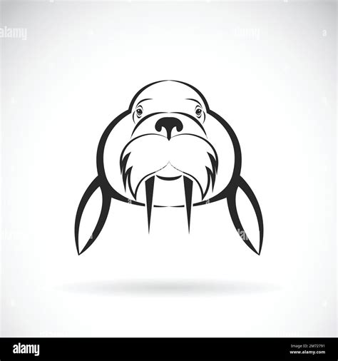 Vector image of Sea lion design on white background. / Vector Sea lion ...