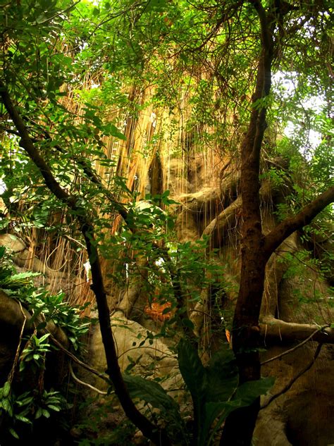 Florida Rain Forest in the EverGlades | Smithsonian Photo Contest | Smithsonian Magazine