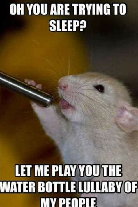 29 of the Cutest Hamster Memes We Could Find (So Far) - Let's Eat Cake