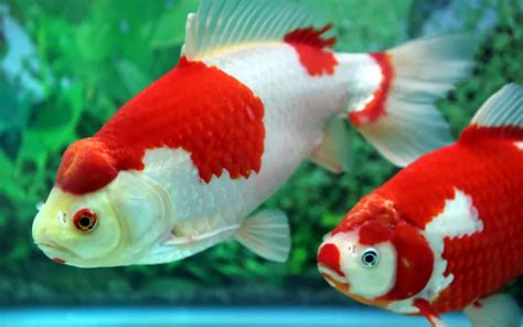 Wakin Goldfish Care: Complete Guide for Beginners - AquariumNexus