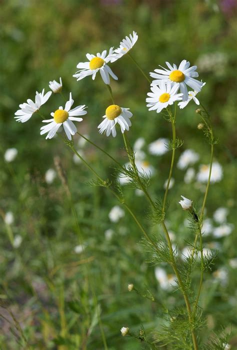 German chamomile, Wikipedia | Chamomile plant, Medicinal plants ...